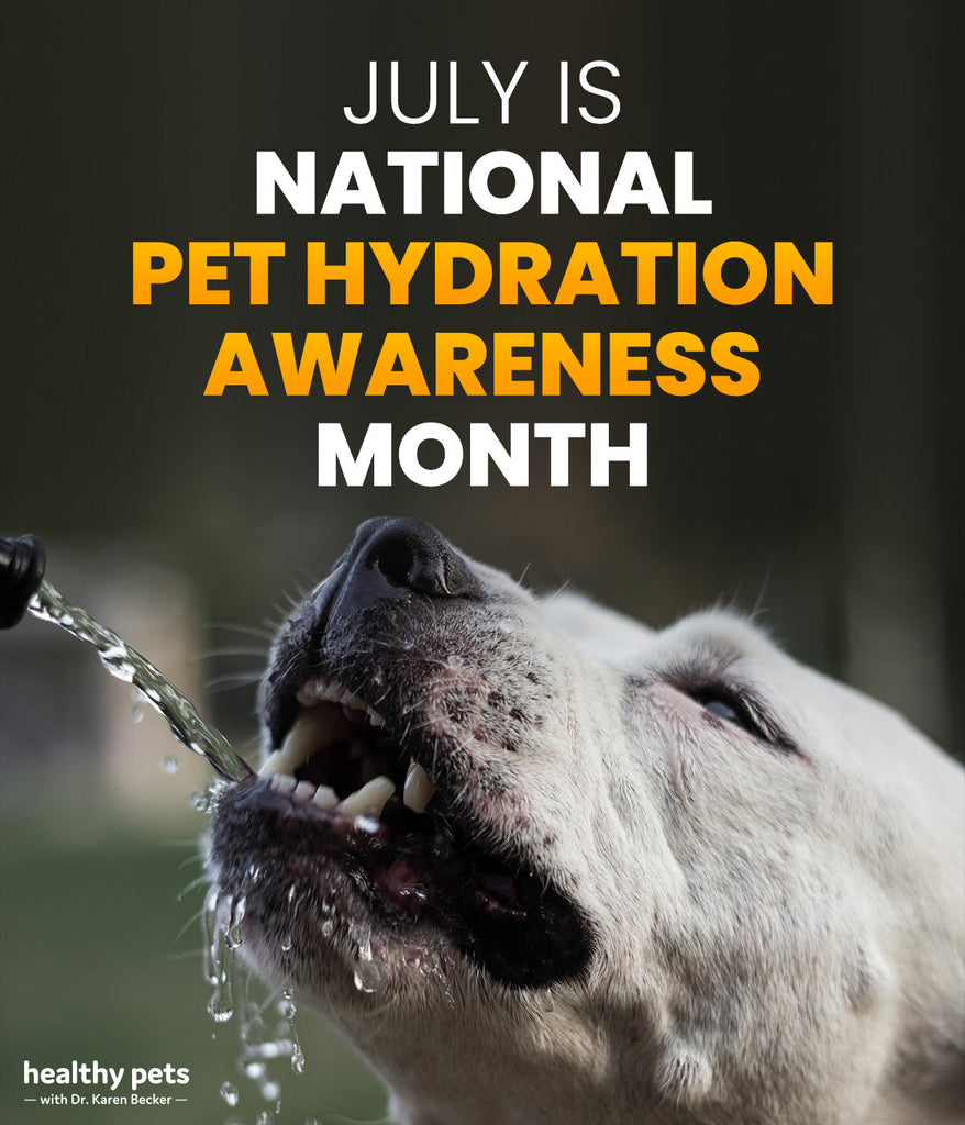 July Is Pet Hydration Awareness Month!!