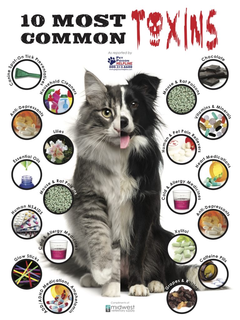 Pet Poison Awareness Month