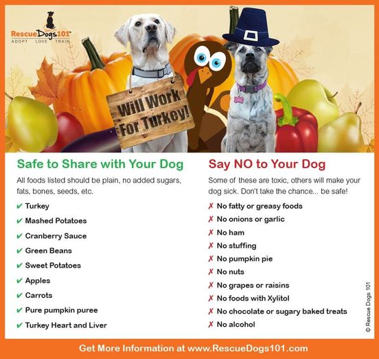 Holiday Pet Safety Guide