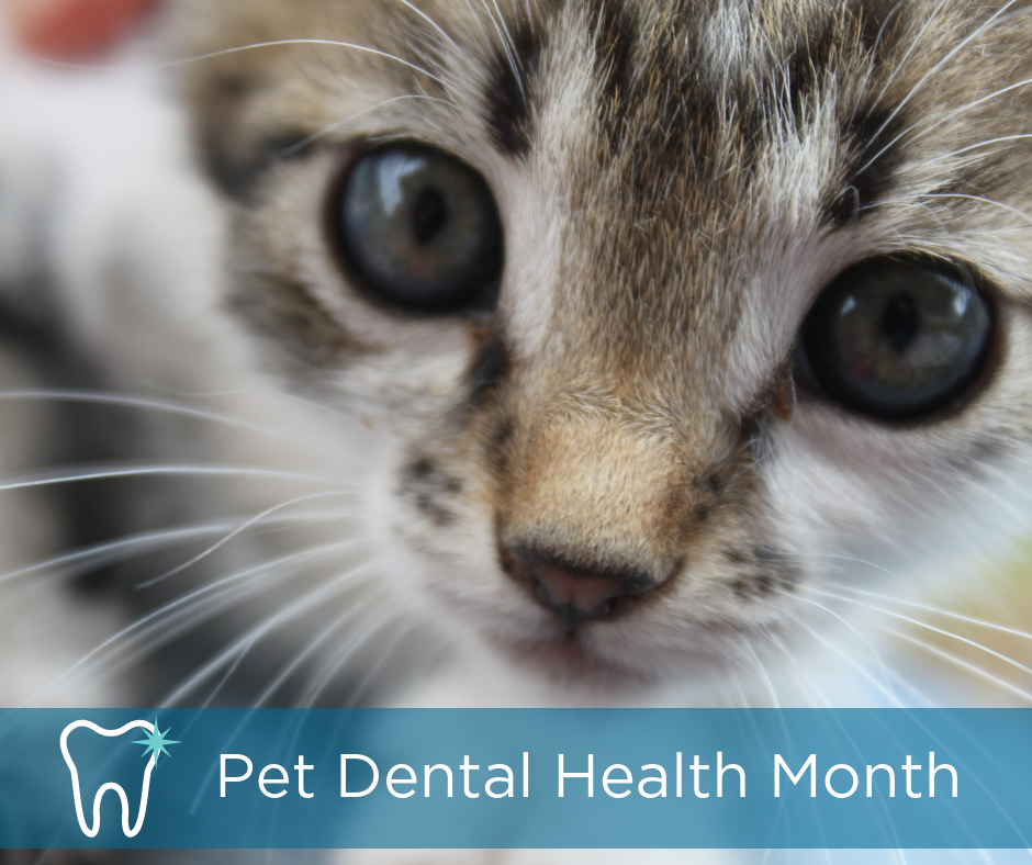 February is Pet Dental Health Month