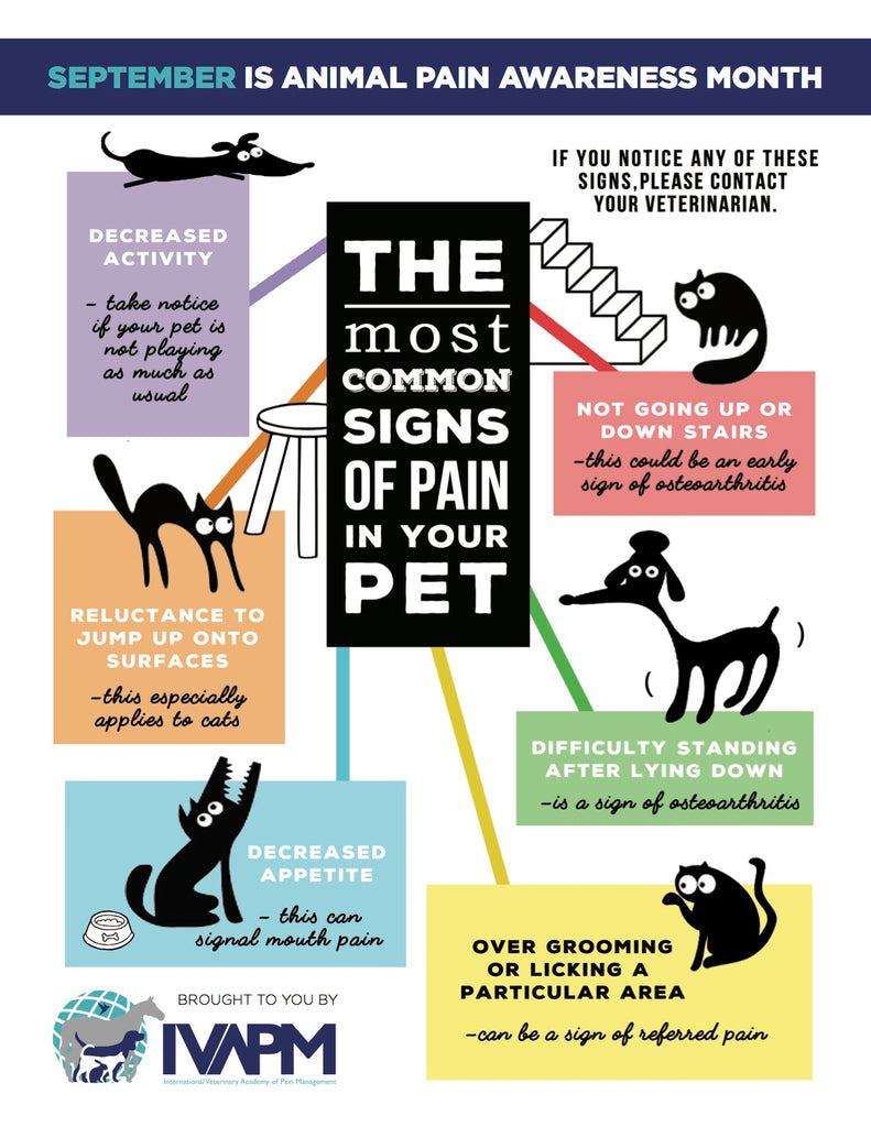 Animal Pain Awareness Month