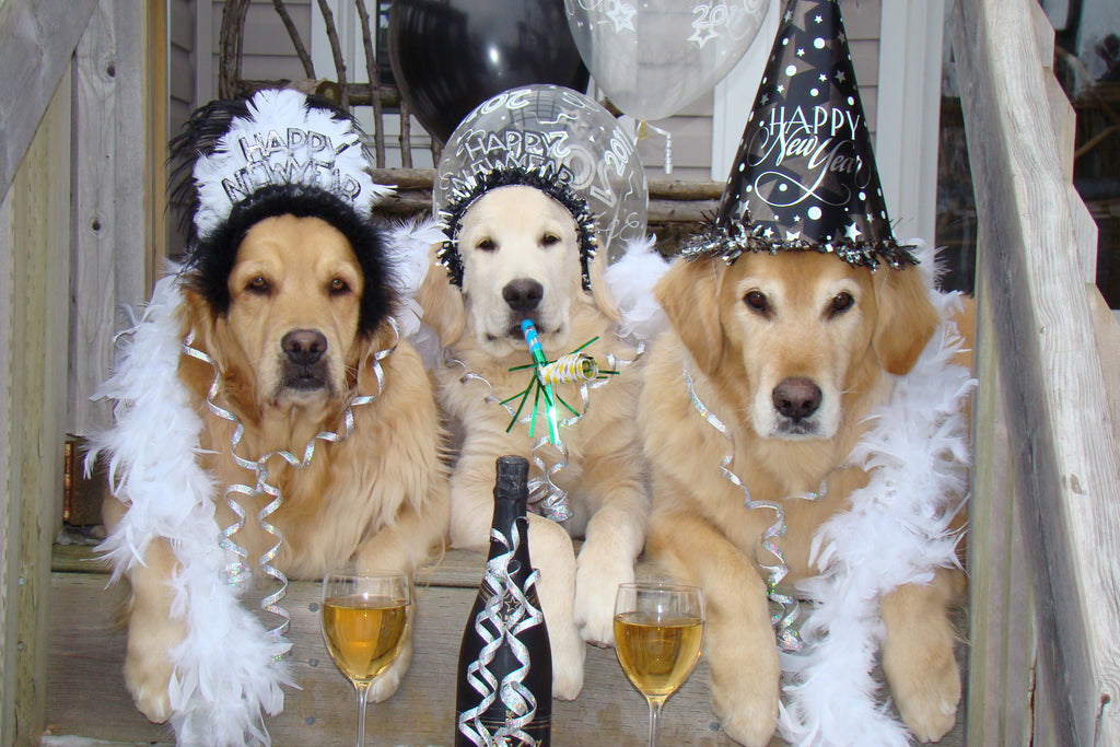Pet Safety for New Years