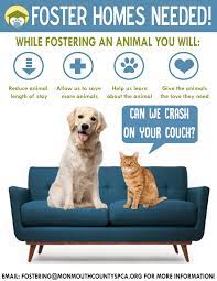 June is National Foster a Pet Month!