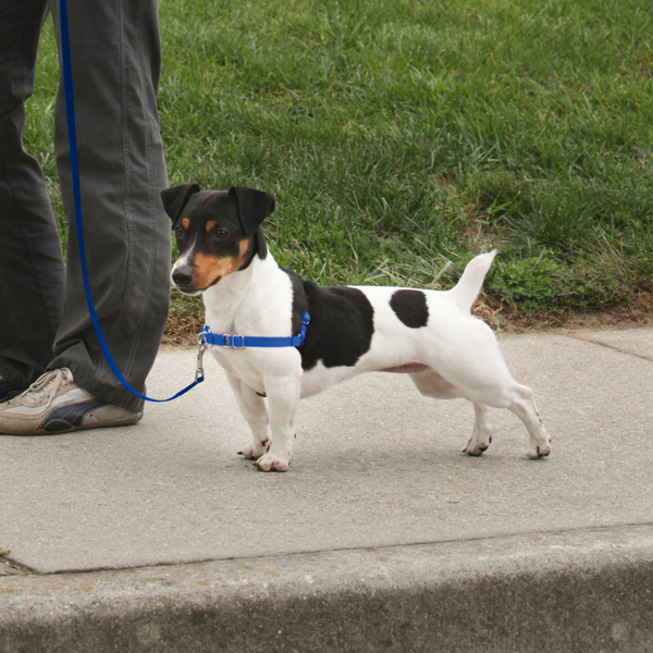 PetSafe Deluxe Easy Walk Ocean Blue & Black Dog Harness