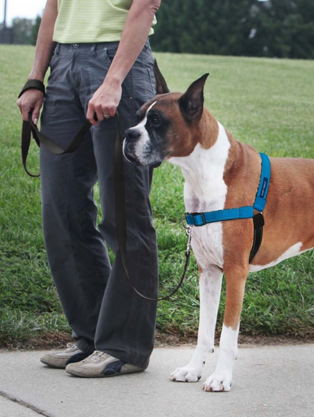 PetSafe Deluxe Easy Walk Ocean Blue & Black Dog Harness