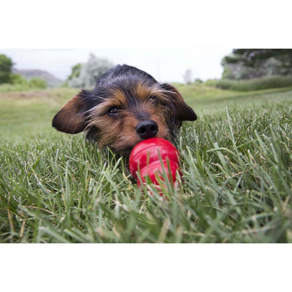 Kong Liver Easy Treat for Dogs