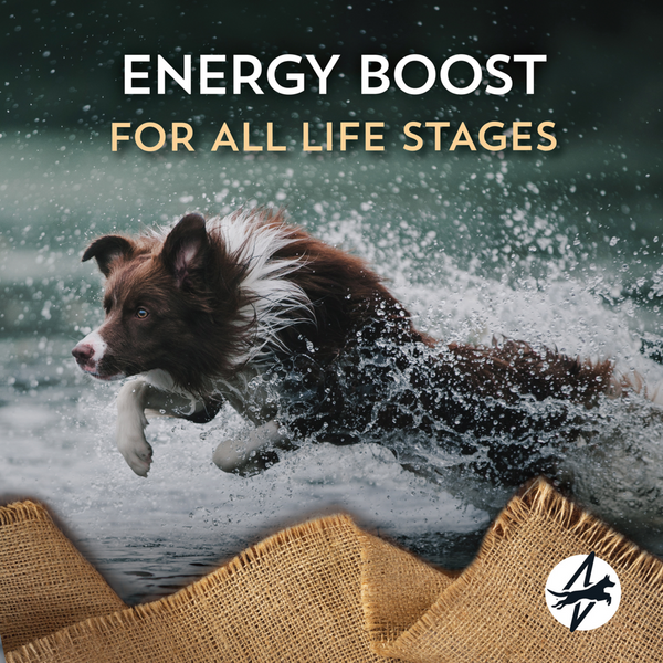 Wholesomes Energy Plus Dry Dog