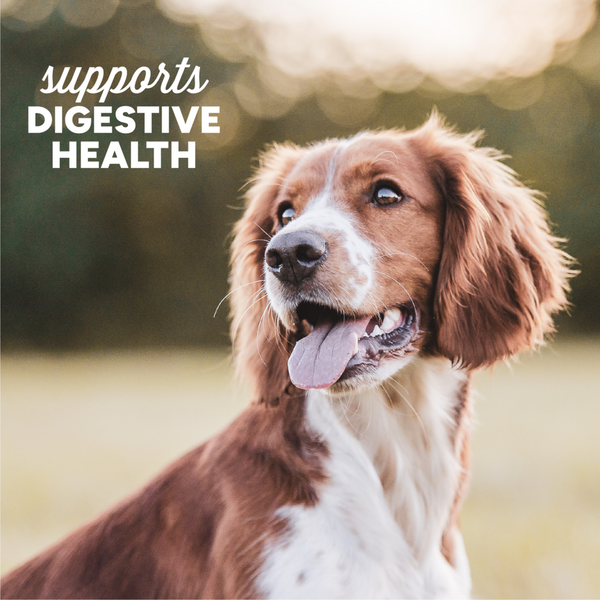 Cloud Star Dynamo Dog Tummy Soft Chews Grain Free Pumpkin & Ginger Dog Treats