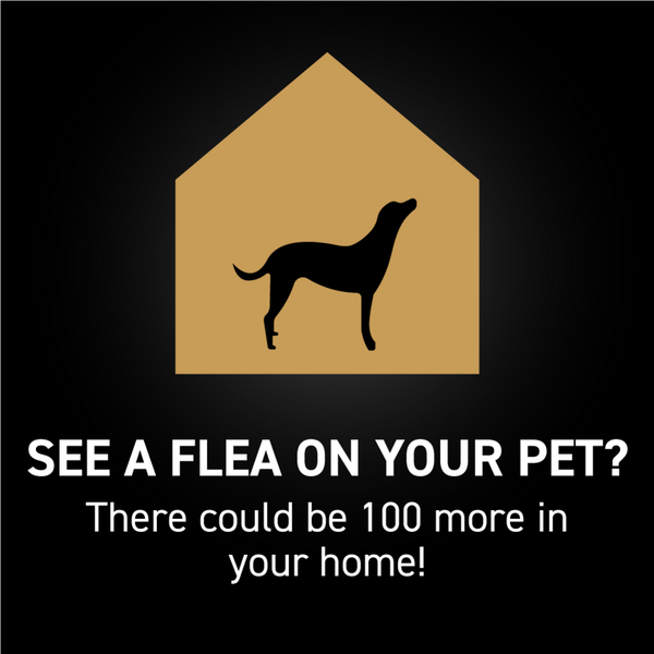 Nextstar Flea & Tick for Medium Dogs