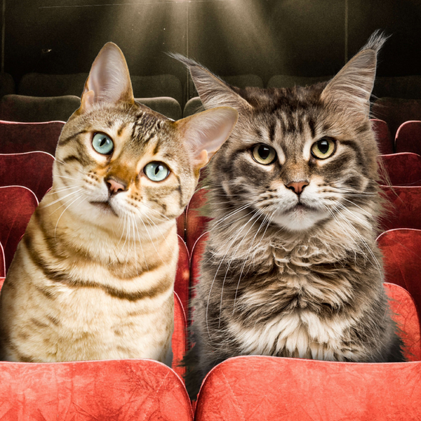 Fromm Gold Adult Chicken Duck & Salmon Pate Canned Cat Food