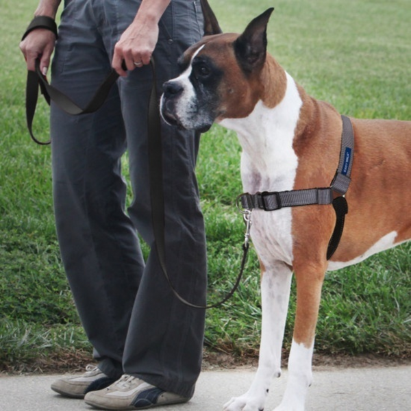 Deluxe Easy Walk Steel Dog Harness