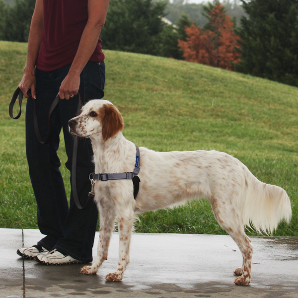 Deluxe Easy Walk Steel Dog Harness