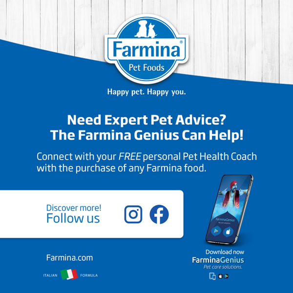 Farmina N&D Prime Canine Lamb & Blueberry Adult Wet Dog Food