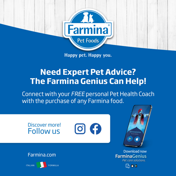 Farmina N&D Prime Feline Chicken & Pomegranate Kitten Wet Food