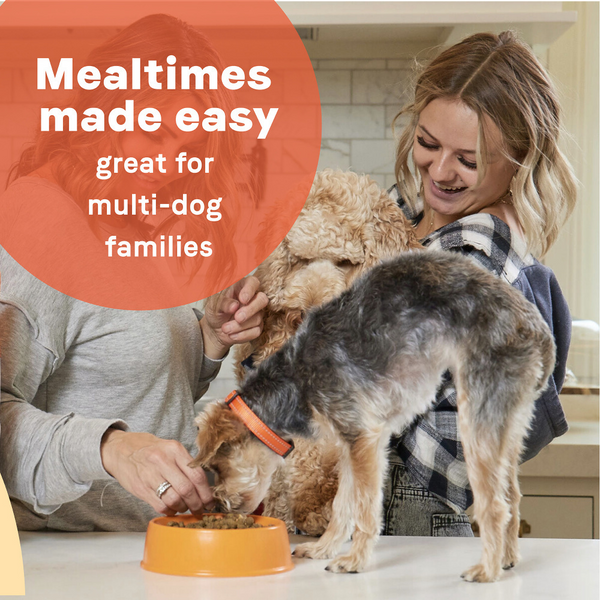 Canidae All Life Stages Dry Dog Food, Real Lamb & Ancient Grains Recipe