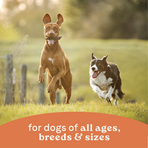 Canidae All Life Stages Wet Dog Food, Chicken & Rice Formula, 13 oz.