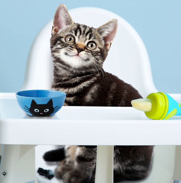 Fromm Kitten Gold Dry Cat Food