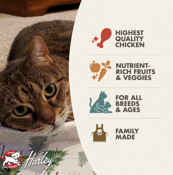 Fromm Four Star Chicken A La Veg Recipe Dry Cat Food