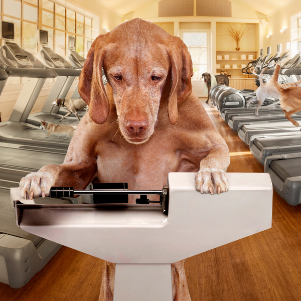 Fromm Gold Large Breed Adult Formula Dry Dog Food