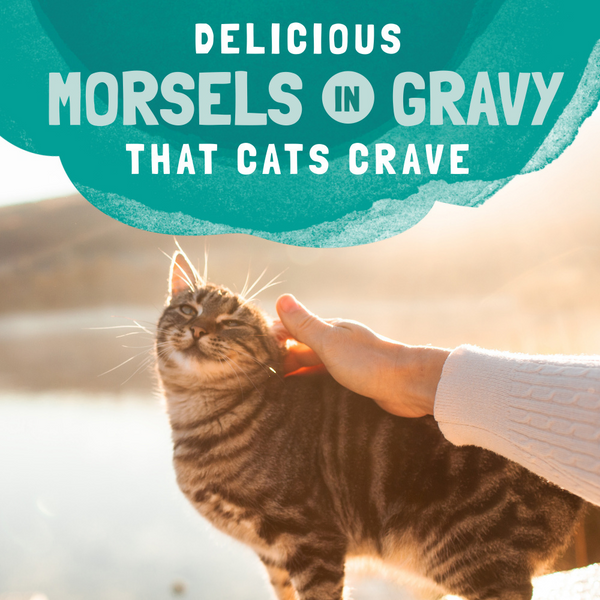 Natural Balance Original Ultra Platefulls Wet Cat Food, Chicken & Salmon Morsels in Gravy Recipe