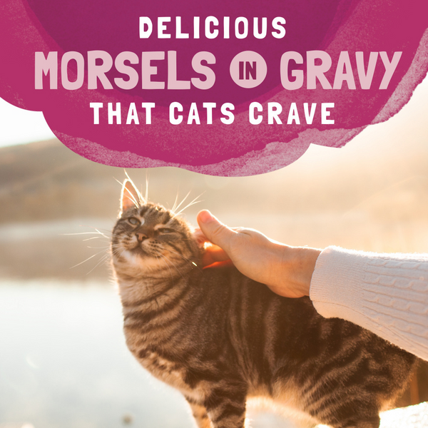 Natural Balance Original Ultra Platefulls Wet Cat Food, Turkey, Salmon & Chicken Morsels in Gravy Recipe