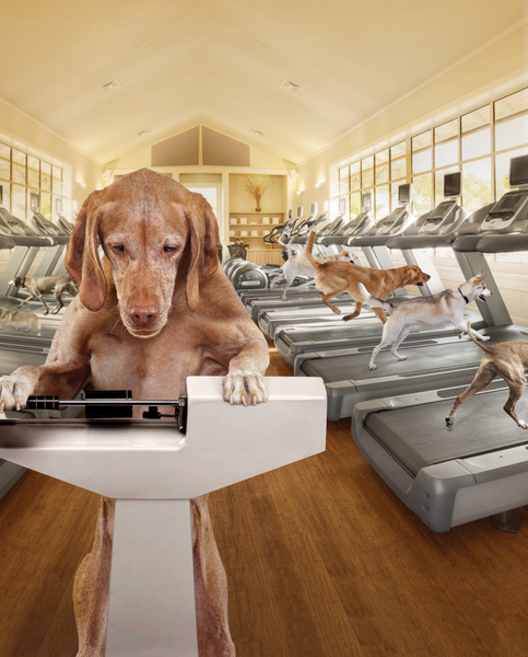 Fromm Gold Weight Management Dog Food