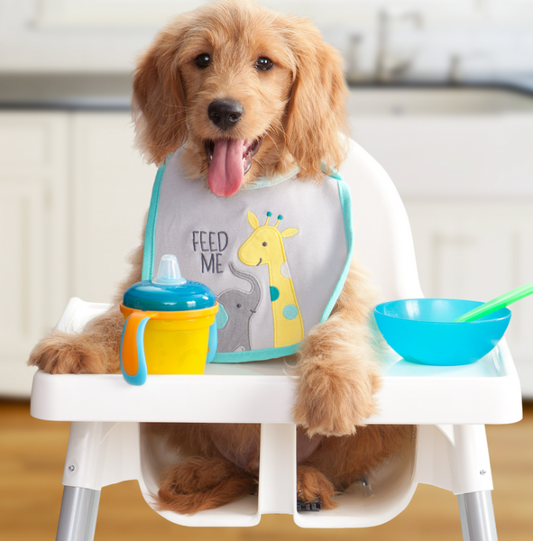 Fromm Heartland Gold Puppy Grain-Free Dry Dog Food