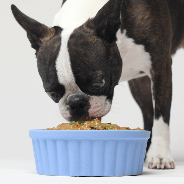 Open Farm Rustic Stew Wild Caught Salmon Wet Dog Food