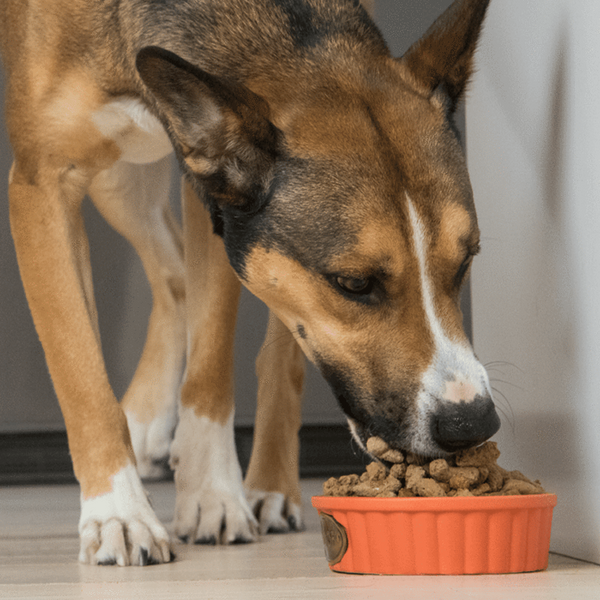 Open Farm Grain Free Farmer's Table Pork Morsels Freeze Dried Raw Dog Food