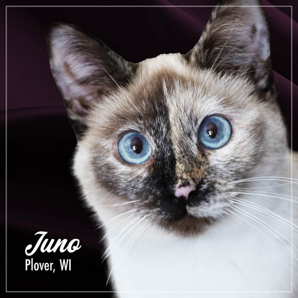 Fromm Perfectly Pate Chicken Pate Canned Cat Food