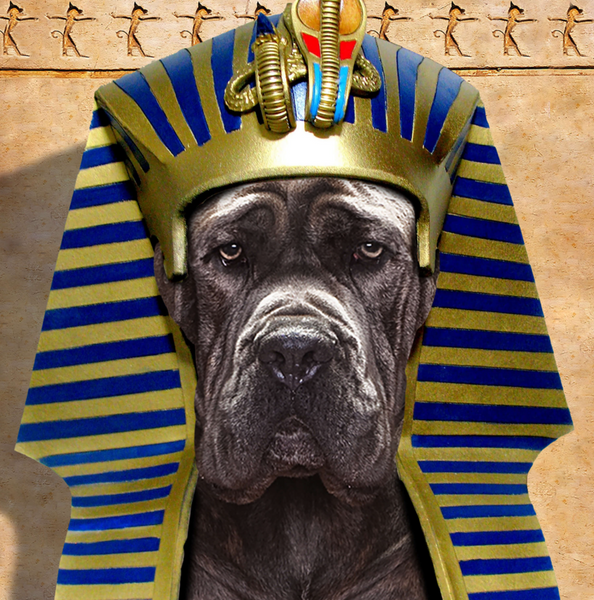 Fromm Ancient Gold Adult Dry Dog Food