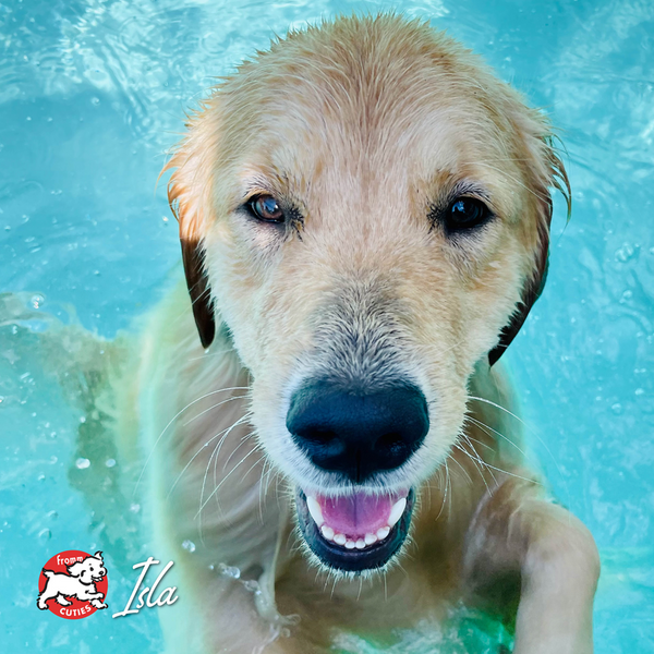 Fromm Four Star Trout & Whitefish Recipe Dry Dog Food