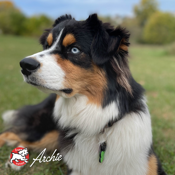 Fromm Four Star Oven Baked Chicken with Carrots & Peas Recipe Dog Treats