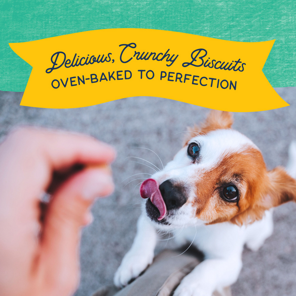 Natural Balance Rewards Crunchy Biscuits Dog Treats for Small Breeds with Real Chicken