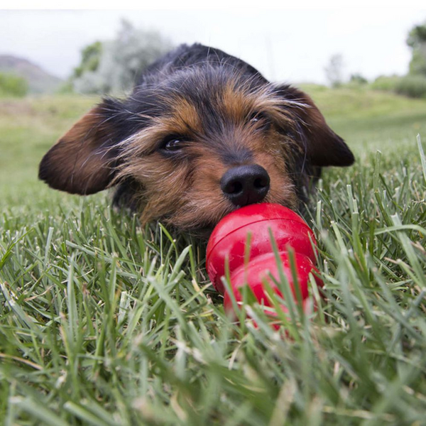 KONG Bacon & Cheese Easy Treat for Dogs