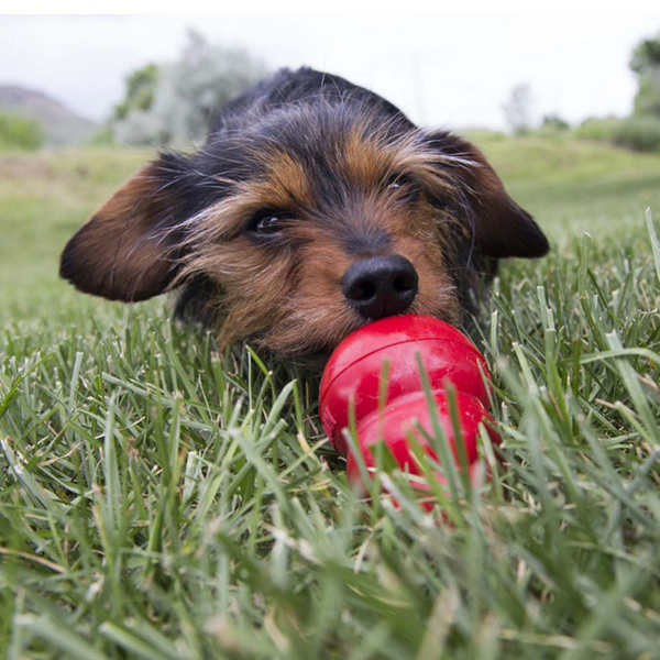 Kong Bacon & Cheese Easy Treat for Dogs