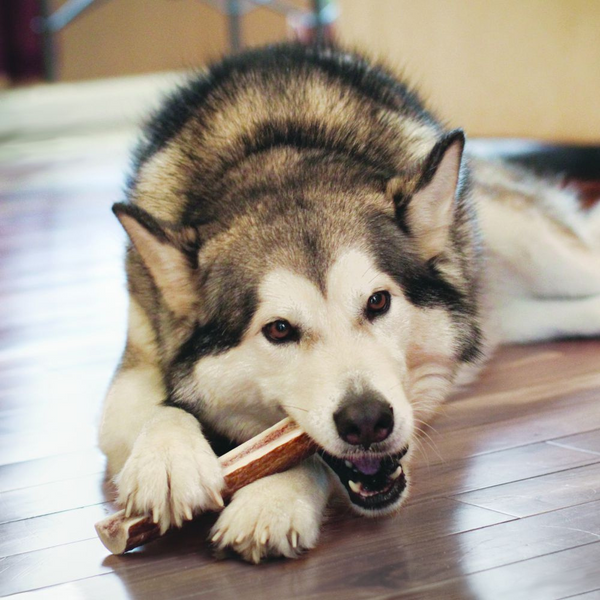 Kong Wild All-Natural Split Elk Antler for Dogs