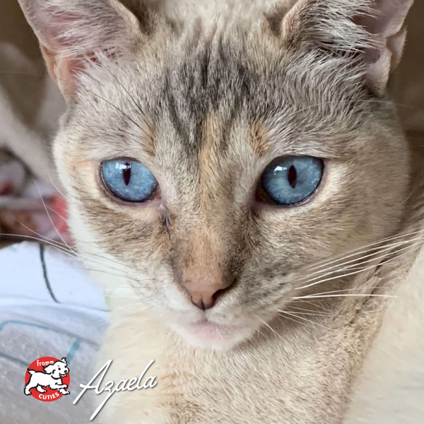 Fromm PurrSnacKitty Liver Flavor SnacKitties Treats