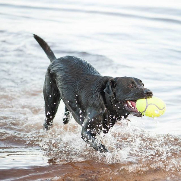 Kong AirDog Squeaker Football Dog Toy