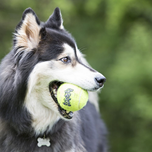 Kong AirDog Squeakair Ball Dog Toy
