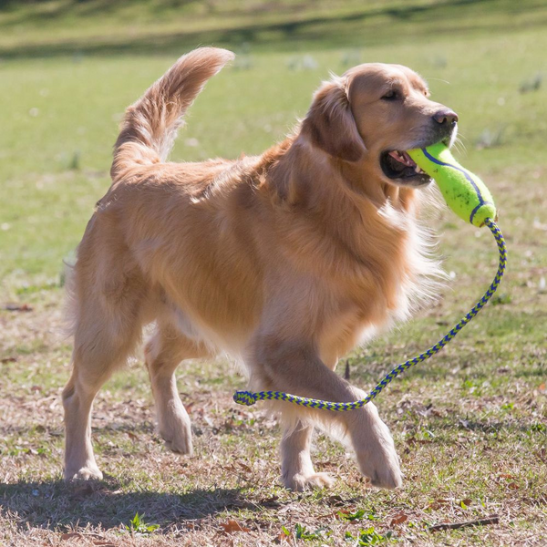 KONG AirDog Squeaker Stick Dog Toy