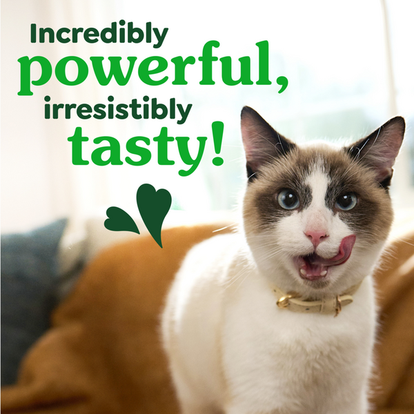 Feline Greenies Adult Dental Catnip Flavor Cat Treats