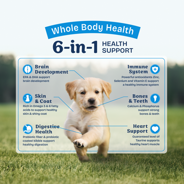 Natural Balance Health Protection Puppy Dry Dog Food, Chicken, Brown Rice & Pumpkin Recipe