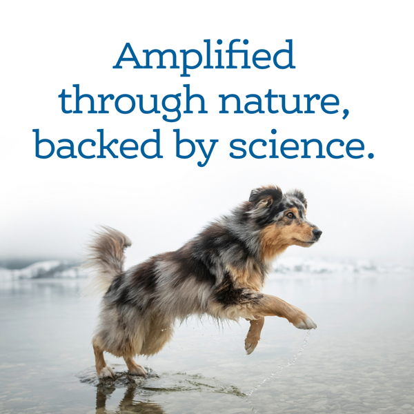 NutriSource AmpliFull Mobility Dog Soft Chew Supplement