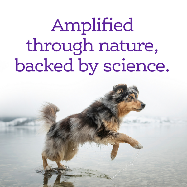 NutriSource AmpliFull Calming Dog Soft Chew Supplement