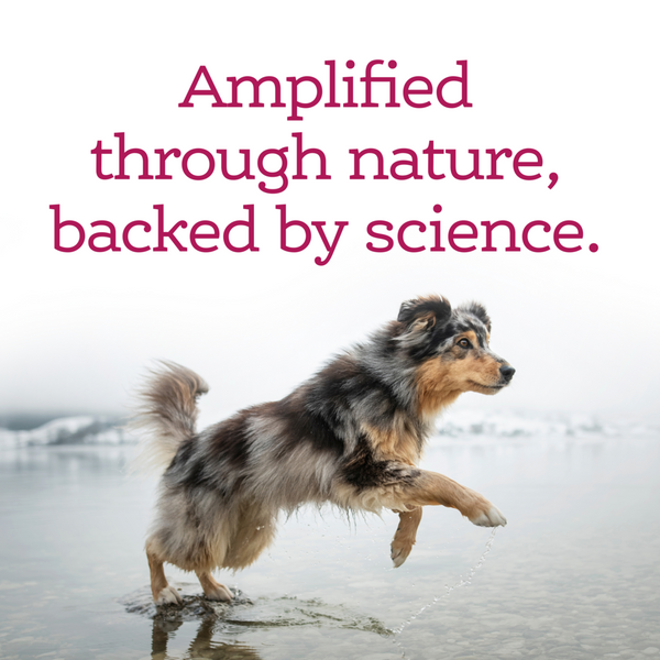 NutriSource AmpliFull Skin & Coat Dog Soft Chew Supplement