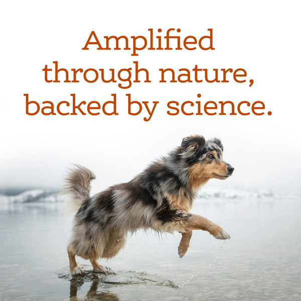 NutriSource AmpliFull MultiVitmain Dog Soft Chew Supplement
