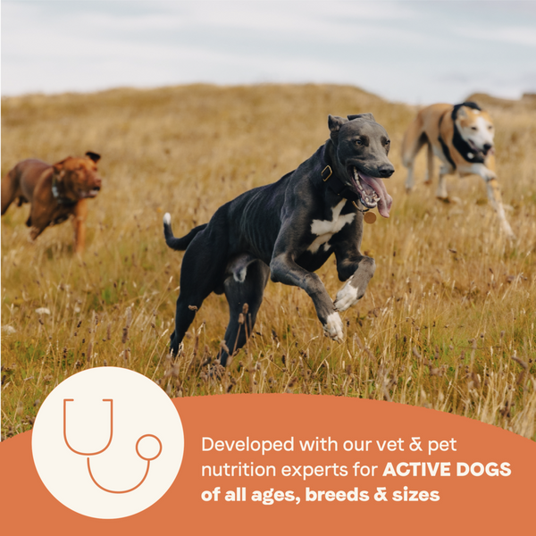 Canidae All Life Stages Dry Dog Food, High Protein Salmon Recipe, 27 lbs.