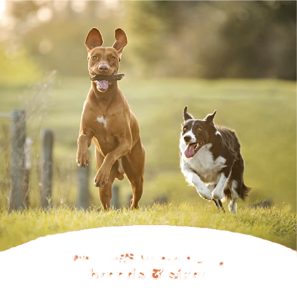 Canidae All Life Stages Wet Dog Food, Chunky Stew Toppers, Chicken & Vegetable Recipe, 12.7 oz.