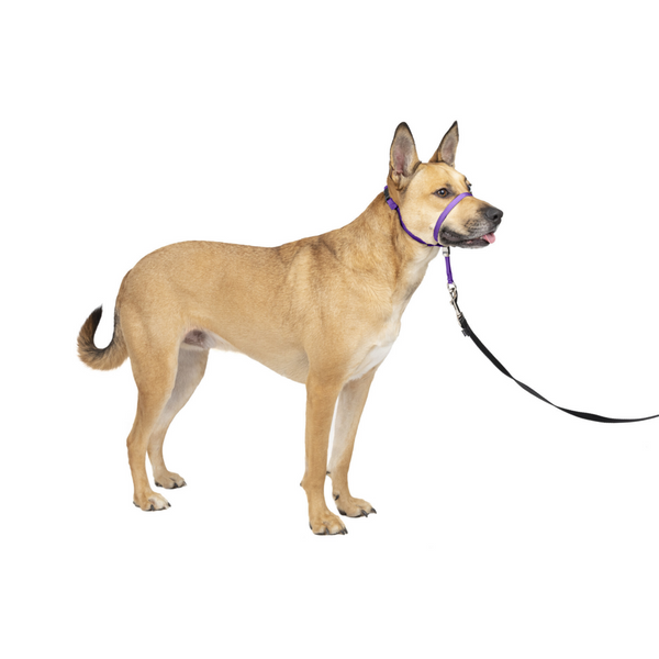 Petsafe Gentle Leader Quick Release Purple Headcollar for Dogs